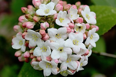 Viburnum x carlcephalum - kalina kulovitá - květenství